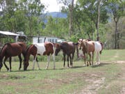 Die Brumbies sind eine verwilderte Pferderasse - und diese liegt den Bewohnern von New South Wales sehr am Herzen. (Bild: Wikimedia/Rob and Stephanie Levy)