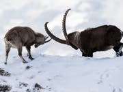 Jäger bevorzugen starke Tiere mit langen Hörnern: Auf die Steinbockkolonien hat sich diese Vorliebe allerdings gemäss einer Studie nicht negativ ausgewirkt. (Bild: KEYSTONE/ANTHONY ANEX)