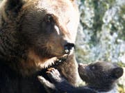 Eine Bärenmutter mit ihrem Jungen: Nicht immer ist das Zusammenleben so friedlich. Im Jurapark bei Vallorbe VD hat eine Bärenmutter ihr Junges getötet. (Bild: KEYSTONE/LAURENT GILLIERON)