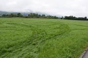 Die Unbekanten fuhren mit den Mähgeräten auf dieser Wiese. | Bild: Kantonspolizei St. Gallen