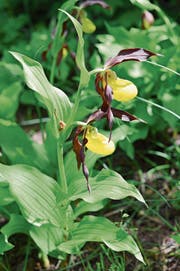 Die nektarlose Frauenschuh-Blüte mit gelber, schuhförmiger Lippe. (Bild: Schweizerische Orchideen-Stiftung)