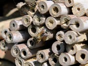 Sogenannte Wildbienenhotels, die den nützlichen Insekten als Unterschlupf dienen, sind in Mode. Im Handel kann man derzeit viele verschiedene Modelle kaufen. Aber auch die "Do-it-yourself"-Variante aus abgeschnittenen Schilf- oder Bambusröhrchen ist möglich. (Symbolbild/Archiv) (Bild: Keystone/REGINA KUEHNE)