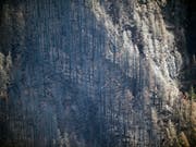 Der von einem Teenager ausgelöste Waldbrand hat in der Felsenschlucht Columbia River Gorge riesige Flächen zerstört. (Bild: KEYSTONE/AP The Oregonian/MARK GRAVES)
