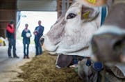 Bei teilnehmenden Höfen dürfen Spaziergänger den Stall betreten, wenn sie sich an die Hofregeln halten. (Bild: Andrea Stalder)