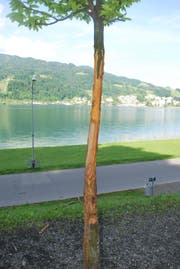 Der beschädigte Baum (Bild: Luzerner Polizei)