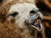 Neben Hunden und Katzen werden in der Schweiz auch exotischere Tiere wie Kamele und Giraffen als Heimtiere gehalten, wie ein Blick in die einschlägigen Datenbanken zeigt. (Bild: KEYSTONE/STEFFEN SCHMIDT)