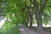 Auf dem privaten Gelände von Schloss Ebersberg in Kreuzlingen steht eine alte Rosskastanien-Allee. (Bild PD)