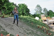 Debora Rossi aus Rehetobel liebt die Arbeit mit den Tieren, weshalb sie sich für eine Lehre als Landwirtin entschieden hat. (Bild: Miranda Diggelmann)