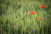 Ein Weizenfeld mit Ackerbegleitflora in Märstetten. (Bild: Reto Martin)
