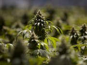 Bauern sollen künftig Cannabis zu medizinischen Zwecken anbauen und exportieren dürfen. Das will der Bundesrat. (Bild: KEYSTONE/AP/JAE C. HONG)