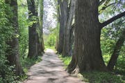 Im Tägermoos steht die Pappelallee. (Bild PD)
