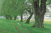 Die Lindenallee oberhalb von Schloss Castell in Tägerwilen. Sie ist laut Michel Brunner die älteste der Schweiz. (Bild: PD/Michel Brunner)