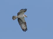 Erfolg für die Wiederansiedlung: "Fusée", ein junger Fischadler, der im Sommer 2016 in der Schweiz ausgesetzt wurde, ist zurück. Durch den blauen Ring am rechten Bein konnten Ornithologen den Greifvogel identifizieren. (Bild: Nos Oiseaux)