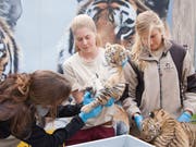 Die drei jungen sibirischen Tiger werden einen Monat nach ihrer Geburt im Walter-Zoo Gossau SG einem Gesundheits-Check unterzogen. (Bild: Keystone/Evelyne Eichenberger)