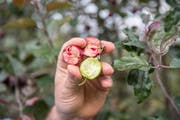 3/4: An seinem rotfleischigen Apfel "Red Love" hat Markus Kobelt über zwanzig Jahre experimentiert.