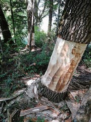 Ungefähr 40 Bäume entlang der Simmi werden im Zuge der Renaturierung geringelt und gefällt. (Bild: PD)