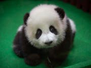Das Panda-Baby im Nationalzoo von Malaysia präsentiert sich zum ersten Mal der Öffentlichkeit. (Bild: KEYSTONE/AP/VINCENT THIAN)