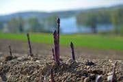 Bei Nussbaumen spriesst violetter Spargel aus Thurgauer Boden.