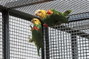 Zwei Doppelkopf-Amazonen-Papageien versuchen sich in der Zuger Voliere einen Platz in der ersten Reihe zu erkämpfen. (Bild: Roger Zbinden, Zug, 26. Mai 2018)