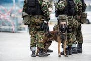Der Armeehund, der am CSIO vor einem Jahr ein Mädchen attackiert hatte, wurde eingeschläfert. (Bild: Symbolbild: Gian Ehrenzeller/Keystone)