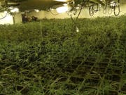 In mehreren gemieteten Einfamilienhäusern pflanzte in Österreich eine Drogenbande im grossen Stil Marihuana an. (Bild: KEYSTONE/EPA Spanish National Police/HANDOUT)