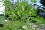 Die Ambrosia kann bei Allergikern zu schweren Heuschnupfensymptomen oder gar Asthma führen. (Bild: Katrin Ilg)