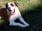 Auch Halter von grösseren Hunden müssen im Kanton Zürich künftig keine obligatorischen Kurse mehr absolvieren. Der Kantonsrat lockerte am Montag das kantonale Hundegesetz. (Bild: KEYSTONE/JEAN-CHRISTOPHE BOTT)