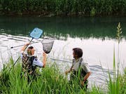 Die Jungschwäne wurden aus dem Binnenkanal gefischt. (Bild: Landespolizei)