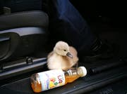 Die Jungschwäne fuhren erstmals mit einem Polizeiauto. (Bild: Landesolizei)
