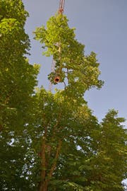 Gut zu erkennen ist auf diesem Bild der Hohlraum im abgeschnittenen Stamm der Kastanien.Michael Vetterli hat ihn hoch oben im Baum abgesägt. (Bild: Mario Testa)