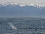 Ein Pottwal vor der Küste Neuseelands: Zwölf dieser Tiere wurden tot im Meer aufgefunden - der Grund ist unbekannt. (Bild: Wikipedia/Armin Gross)