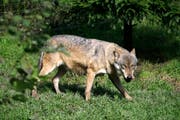 Ein Wolf im Tierpark Goldau. (Bild: Remo Nägeli (Goldau, 7. Oktober 2008))