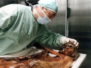 Ötzi, der Mann aus dem Eis, lebte vor etwa 5300 Jahren. (Bild: KEYSTONE/AP Suedtiroler Archaeologiemuseum/Augustin Ochsenreiter)