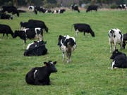 150'000 von insgesamt rund 10 Millionen Rinder auf Neuseeland werden in den kommenden zwei Jahren geschlachtet. Grund ist die Verbreitung des Erregers Mycoplasma bovis. (Bild: KEYSTONE/AP/MARK BAKER)