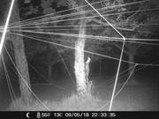 Ein Marder hat inmitten einer Installation von Beate Frommelt ein Nest mit jungen Staren entdeckt (Bild: Kulturort Weiertal)