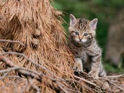 Auf Erkundungstour: Eine junge Wildkatze unterwegs in ihrem Gehege. Bild: Natur- und Tierpark Goldau