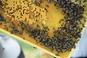 Bienen sind Teil der heutigen landwirtschaftlichen Ausbildung. (Bild: Nana do Carmo)