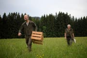 Jäger Mirko Calderara und René Büchel suchen nach einem Rehkitz in der Wiese. (Bild: Keystone)