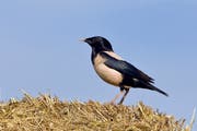 Der schwarz und rosa gefärbte Rosenstar brütet in Osteuropa und Zentralasien. Zurzeit findet ein nie gesehener Einflug in die Schweiz statt. (Bild: PD/Marcel Burkhardt)