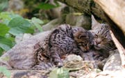 Eine junge Wildkatze auf Schmusekurs. Bild: Natur- und Tierpark Goldau
