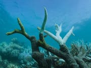 Die Korallenbleiche setzt dem Great Barrier Reef zu. Allerdings gibt eine neue Studie Hinweise darauf, dass das Korallenriff widerstandsfähiger sein könnte, als bisher angenommen. (Bild: KEYSTONE/EPA AAP/WWF AUSTRALIA/WWF/BIOPIXEL HANDOUT)
