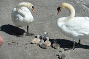 Nur acht junge Schwäne konnten gerettet werden. (Bild: Selwyn Hoffman/Schaffhauser Nachrichten)