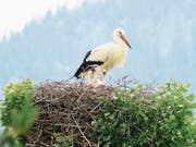 Im Storchennest beim Bootshafen Buochs hat es Nachwuchs gegeben. (Leserbild: Roberto Maeder)