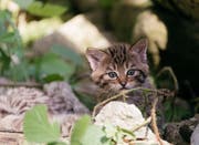 Eine der vier jungen Wildkatzen erkundet sein Gehege. Bild: Natur- und Tierpark Goldau