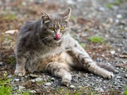 Katzen sind die Haustiere, die in Altersheimen am häufigsten gehalten werden. (Themenbild) (Bild: KEYSTONE/SIGI TISCHLER)