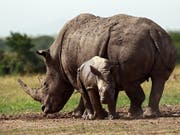 Fast fünf Jahrzehnte nach dem Aussterben des letzten Nashorns im Tschad soll der Bestand in dem Land neu aufgebaut werden. (Bild: KEYSTONE/EPA/DANIEL IRUNGU)