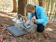 Elisabeth Graf Pannatier liest die Menge des gesammelten Bodenwassers ab. Eine Forschungsgruppe unter ihrer Leitung hat herausgefunden, dass sich die Bodenwasserchemie in Europas Wäldern langsam verändert. (Bild: WSL/Reinhard Lässig)