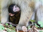 Ein Berberaffen-Baby hängt auf dem Affenberg in Salem am Bodensee am Bauch seiner Mutter. (Bild: KEYSTONE/dpa/FELIX KÄSTLE)