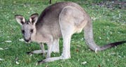 «No Kangaroos In Austria.» Im Doppelmayr-Zoo in Wolfurt gibt es einige Exemplare. (Bild: fotolia)