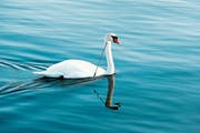 Der verletzte Schwan in Altnau. (Bild: Christoph Vetterli)